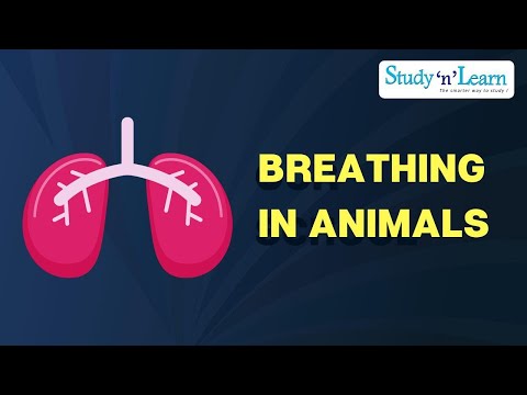 Breathing in animals | Respiration in Mammals | Inspiration | Expiration