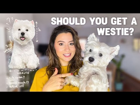 Westie or Not? | Life Span, Size, Health | Breed Characteristics