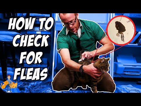 How to Check Your Cat for Fleas (it's super easy!) - Cat Health Vet Advice