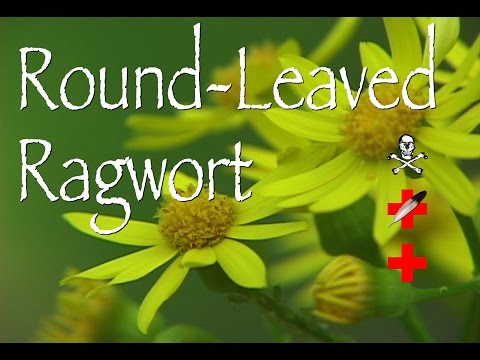 Round-Leaved Ragwort: Poison & Medicinal