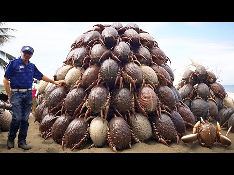 Why Don’t They Eat Millions of Coconut Crabs in Japan?
