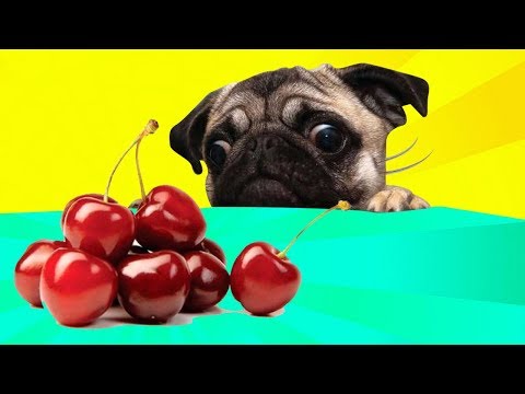 Can Dogs Eat Cherries? | MUST SEE for Responsible Dog Owners
