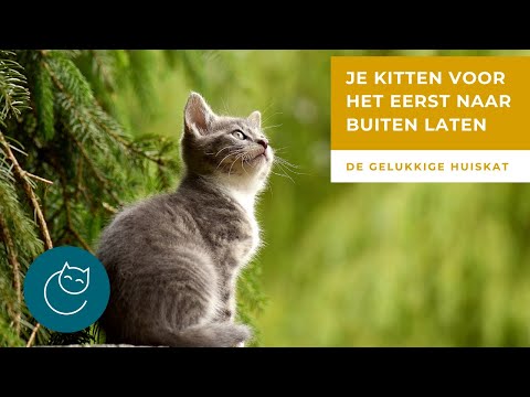 JE KITTEN/KAT VOOR HET EERST NAAR BUITEN LATEN - De gelukkige huiskat- kattengedrag