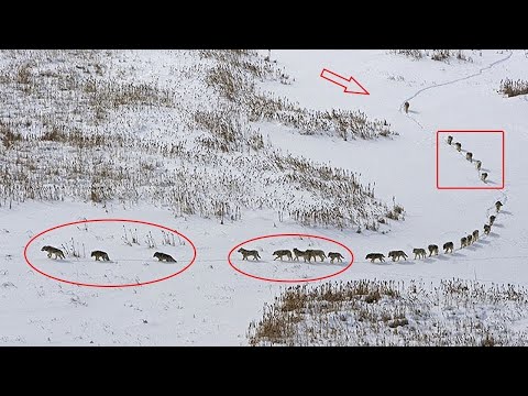 Do you know how the wolf pack is arranged?