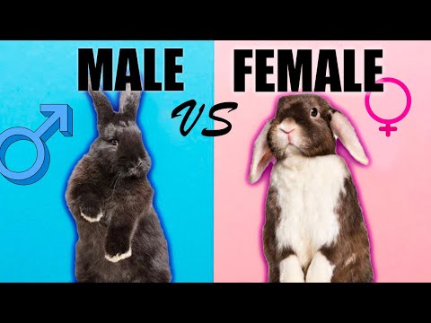 Male Rabbits VS Female Rabbits: The Differences