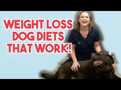 2 DIETS that make dogs lose weight!? | Veterinary approved